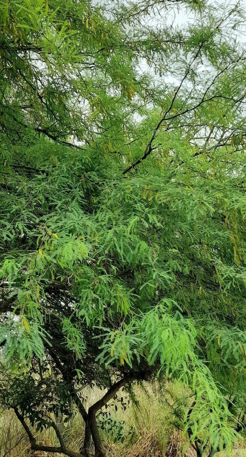 Prosopis 10