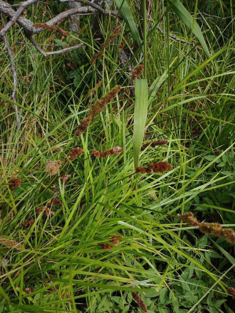 Carex vulpinoidea 20