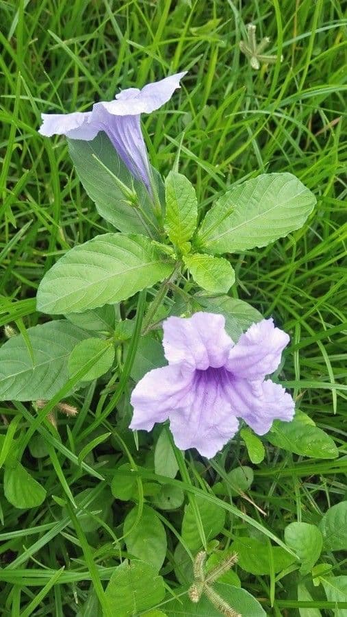 Ruellia tuberoso 6