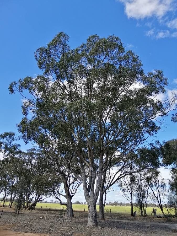 Eucalyptus microcarpa 5