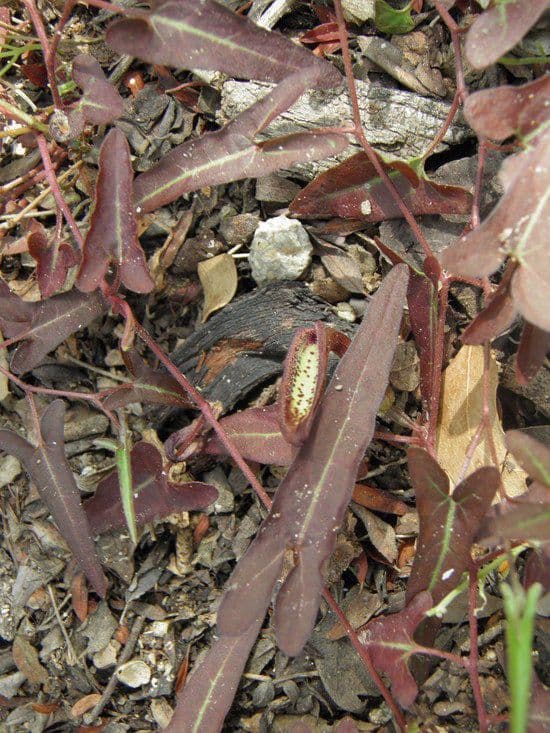 Aristolochia 13