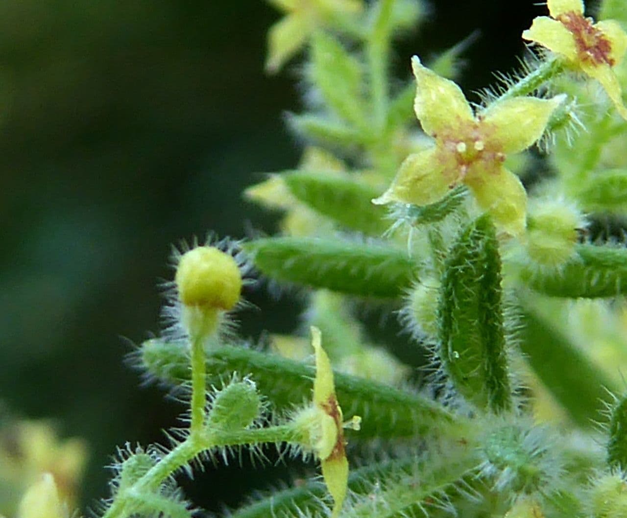 Galium 8