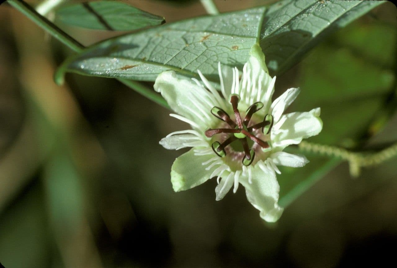 Passiflora pipistrello 3