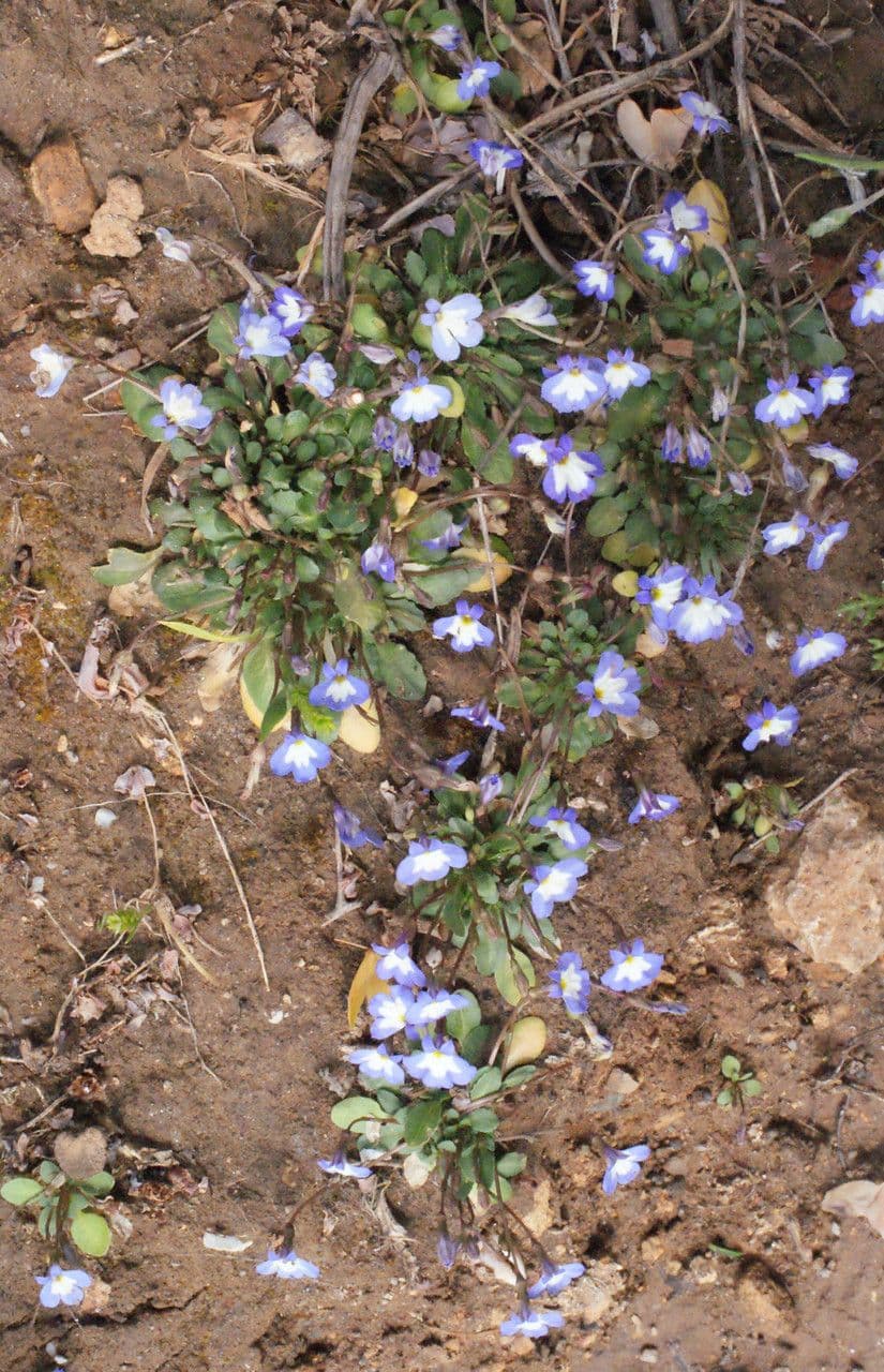 Solenopsis 9