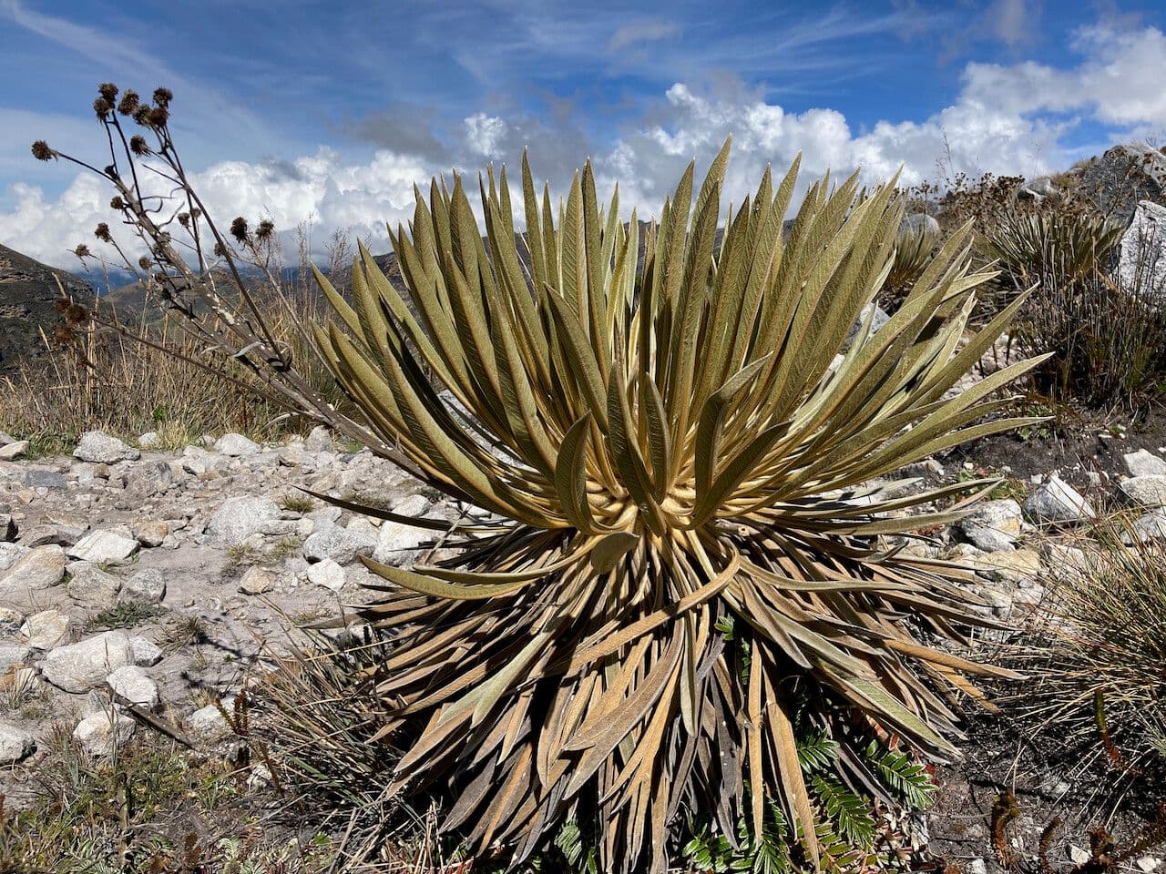 Espeletiopsis 12
