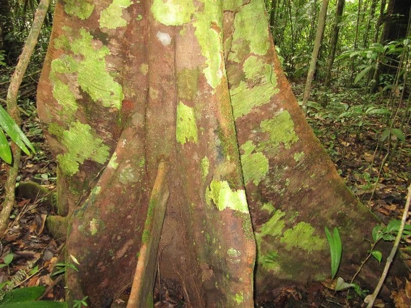 Chrysophyllum 11