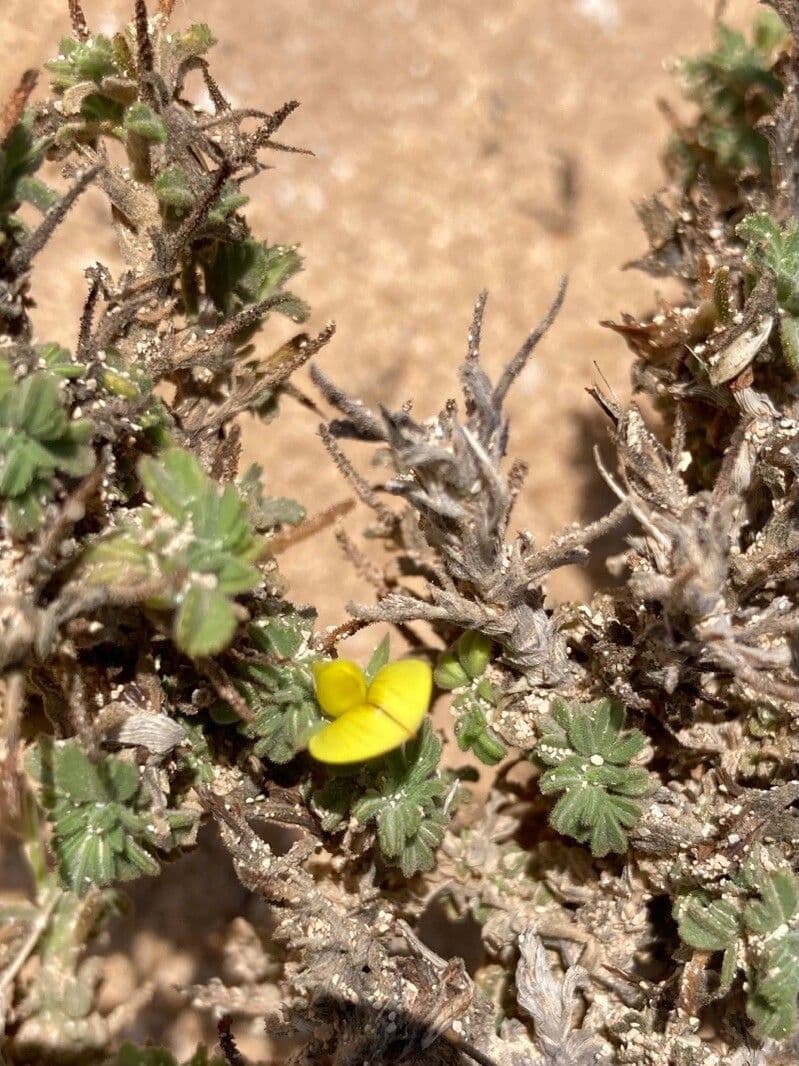 Onide variegata 21