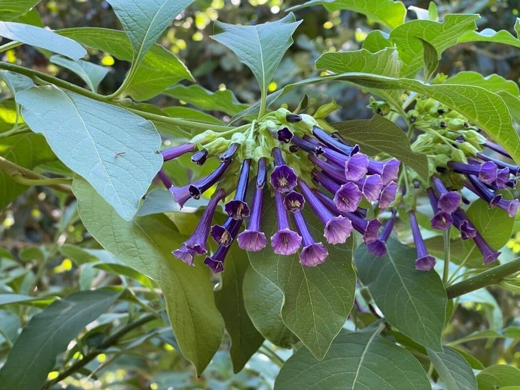 Iochroma 4