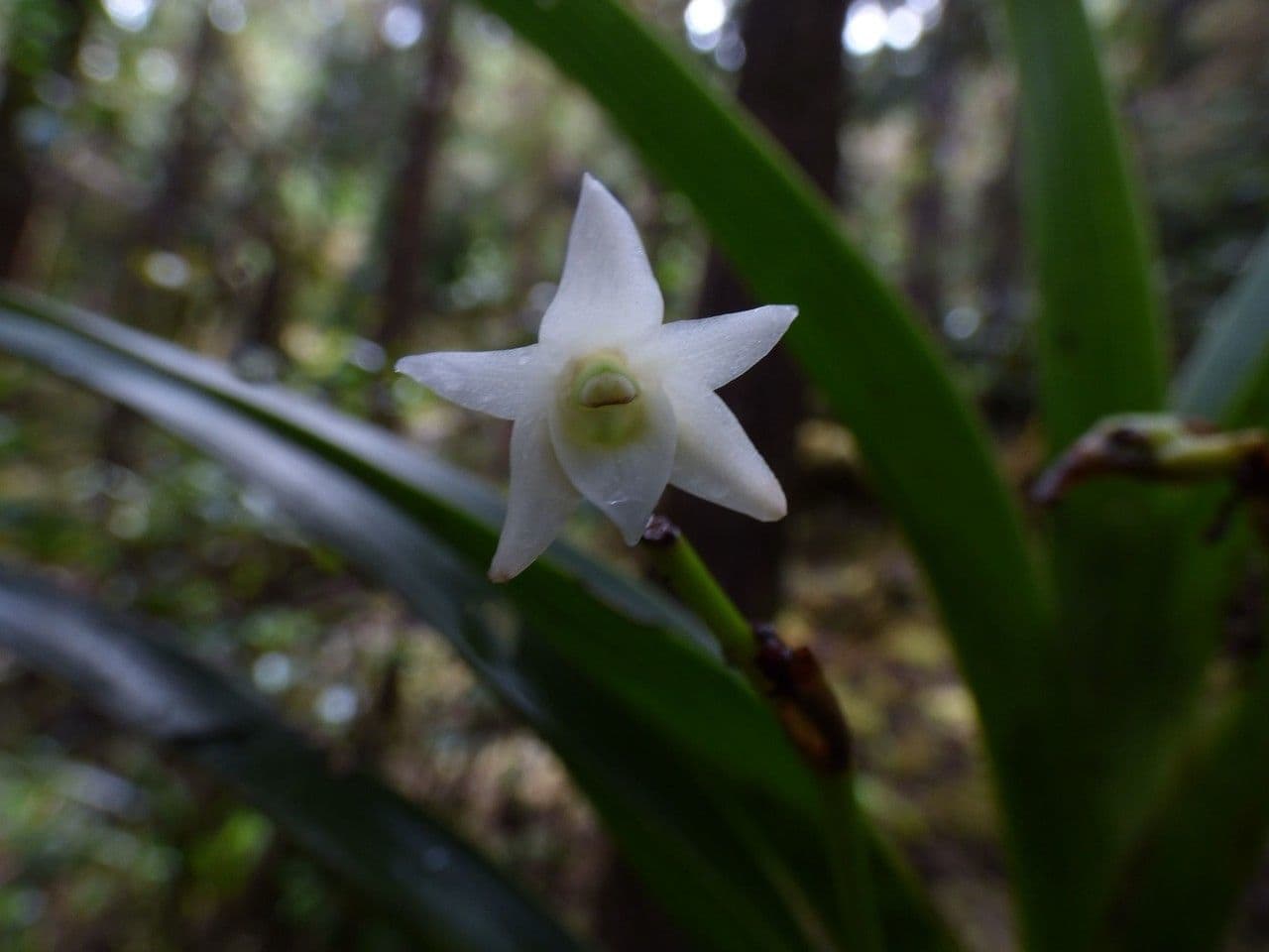 Angraecum 4