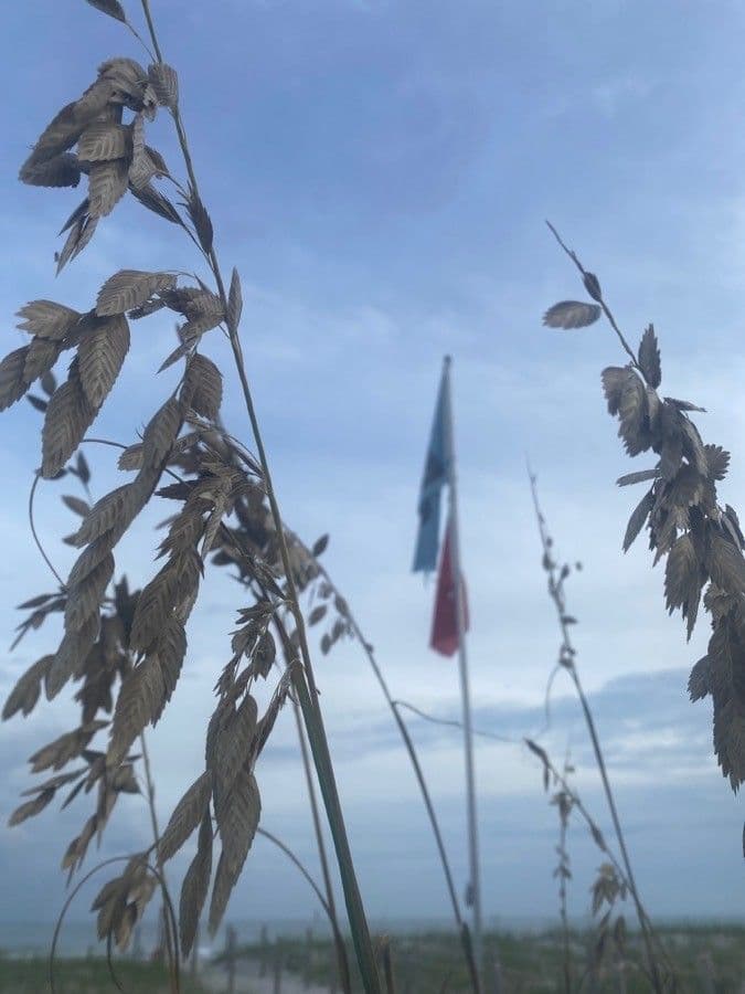 Avena marittima 18