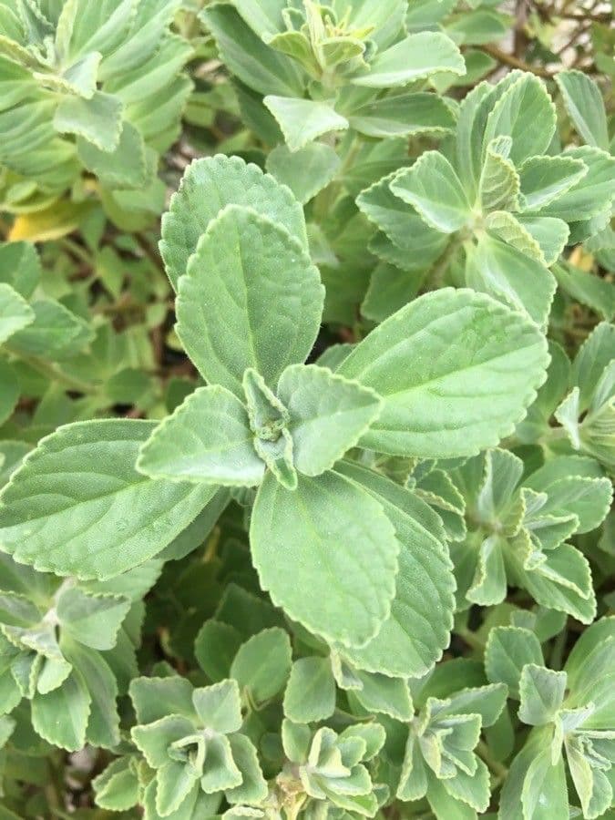 Plectranthus ornato 15