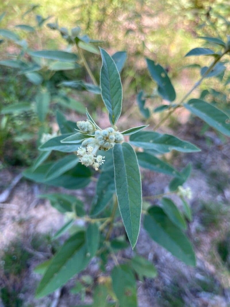 Croton capitatus 20