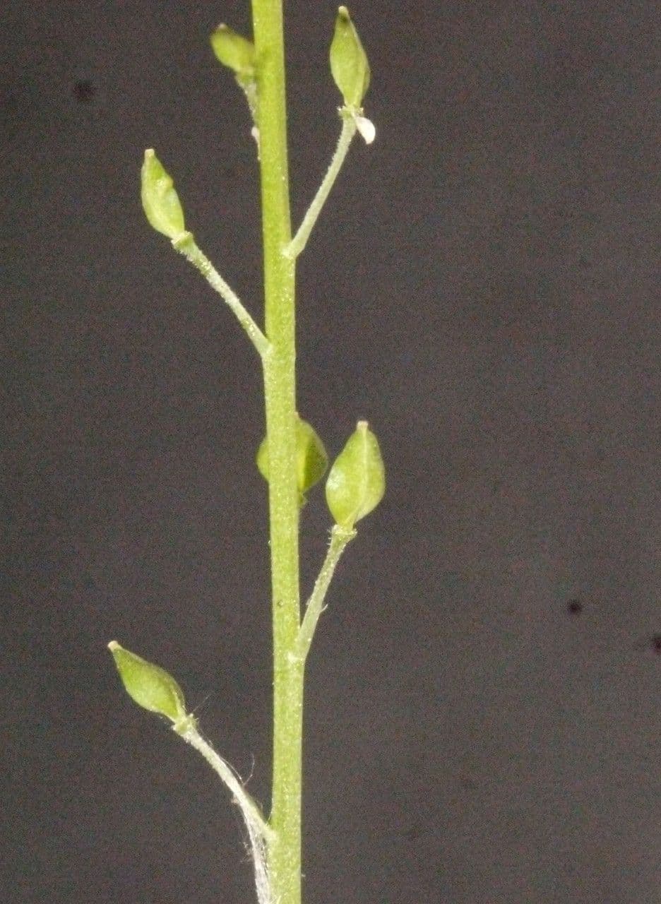 Lepidio ruderale