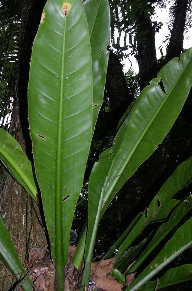 Filodendro 13