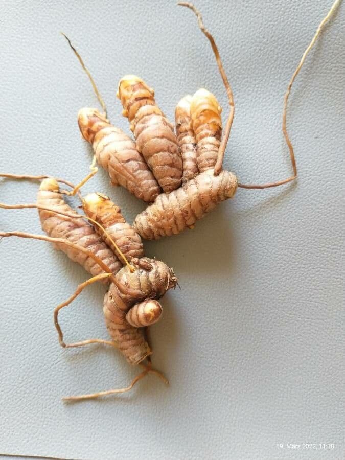 Curcuma 30
