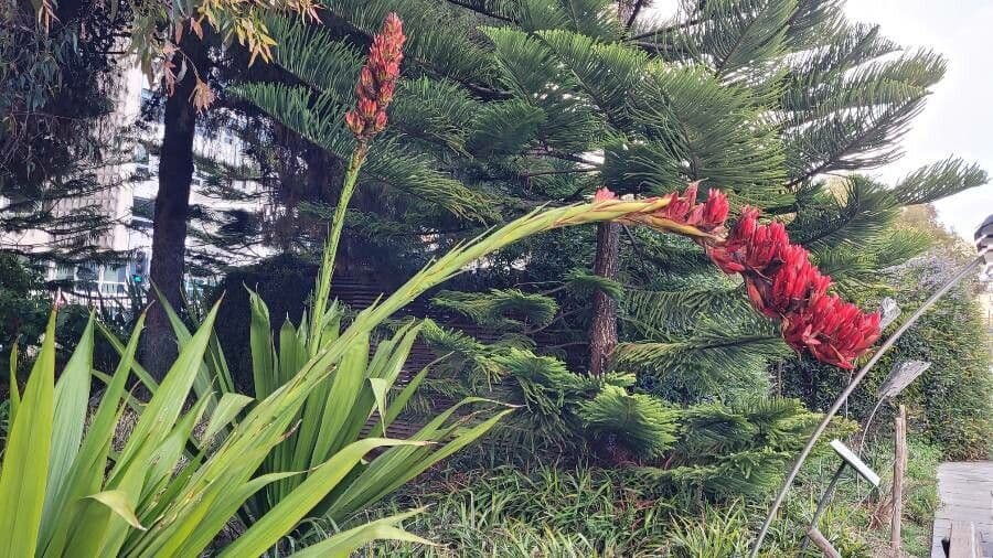 Doryanthes 12