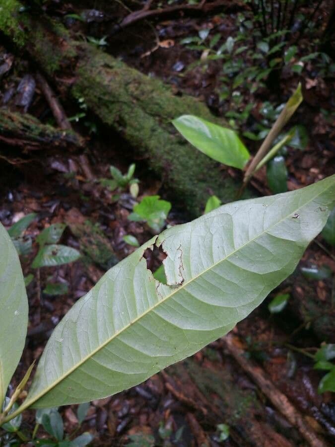 Ixora 4