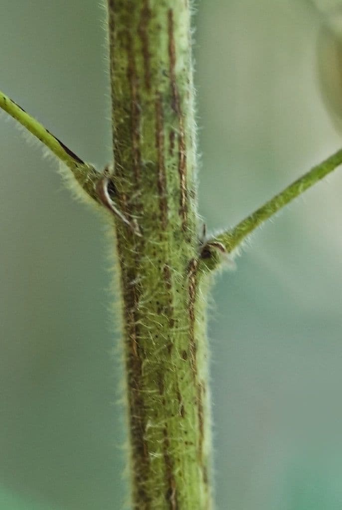 Lespedeza lysá 21
