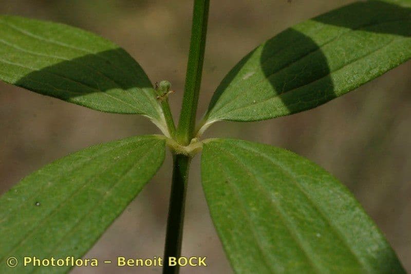 Przytulia rubioides 20