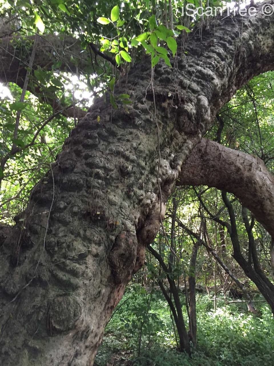 Combretum