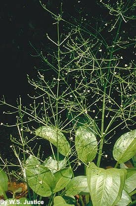 Alisma subcordatum 6
