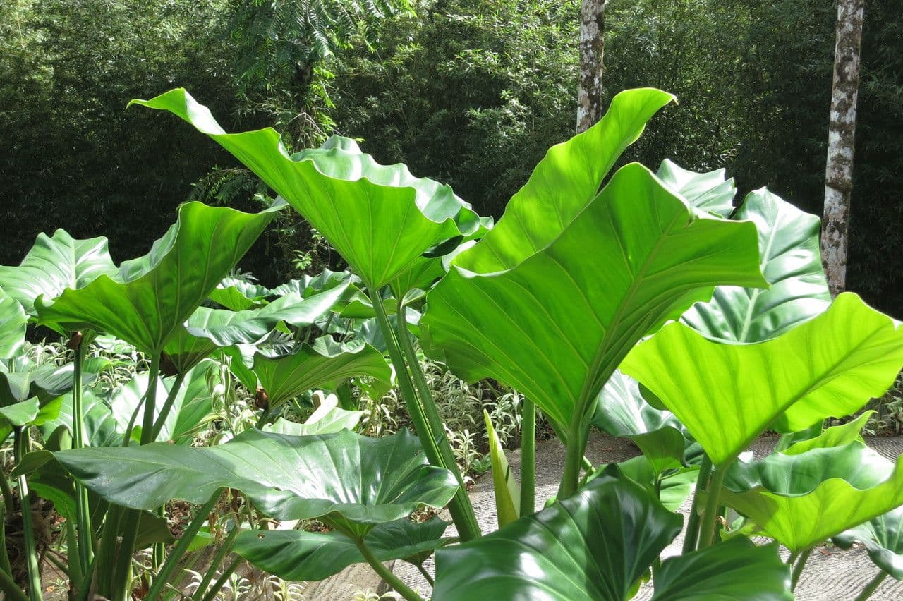 Philodendron géant 20