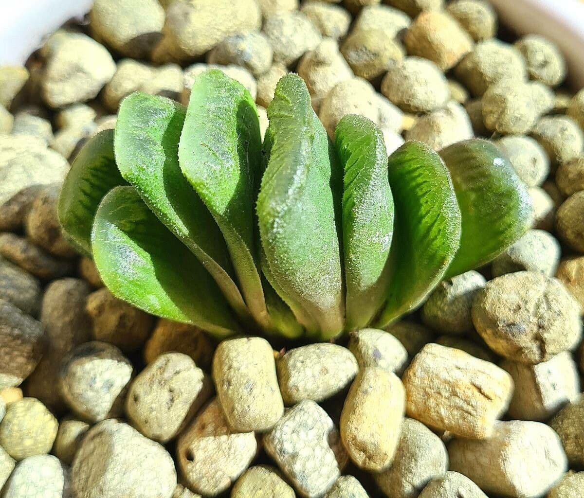Haworthia 10
