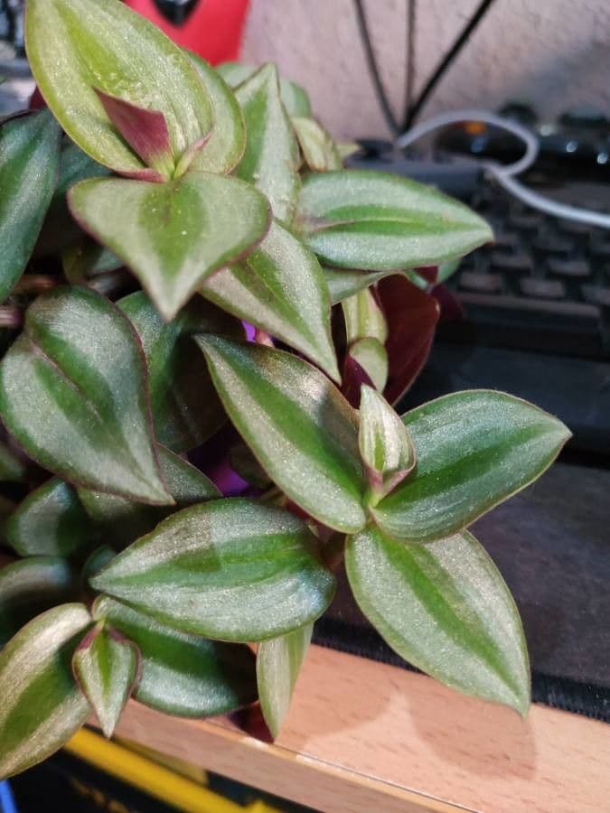 Tradescantia 16