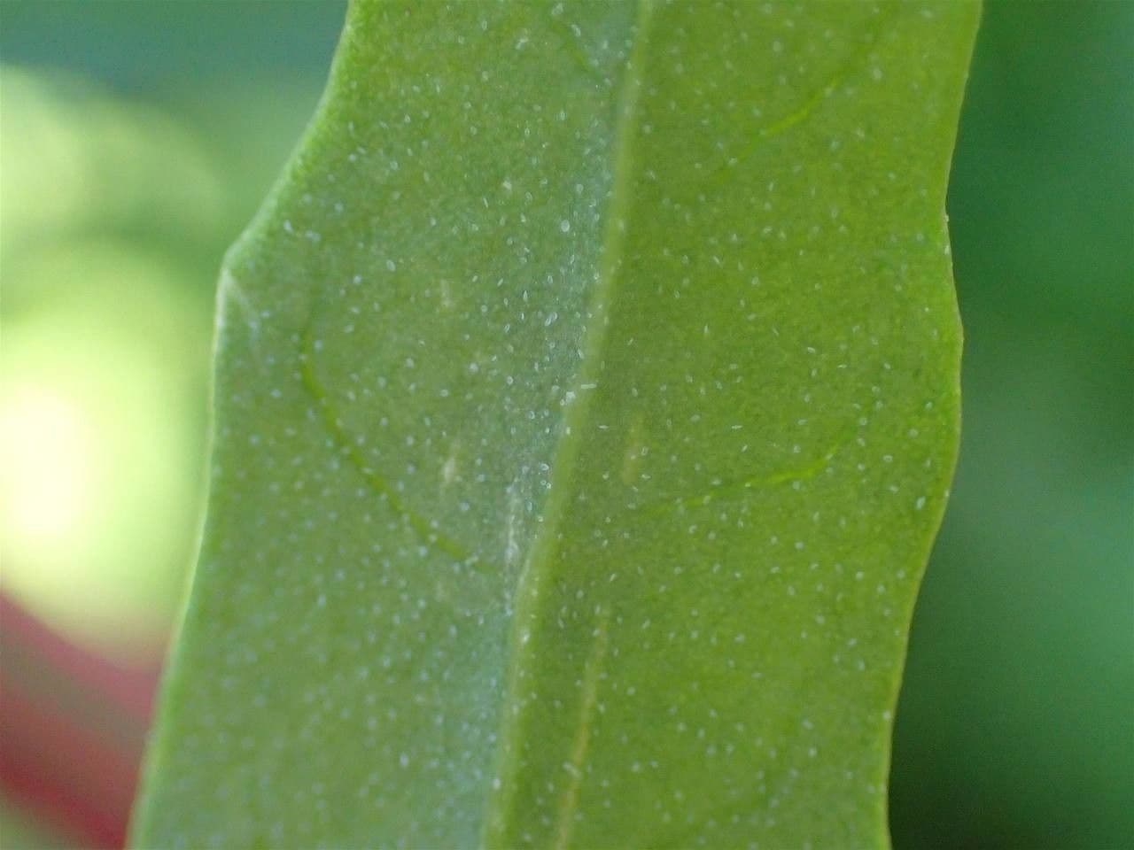 Chenopodio rigido 19