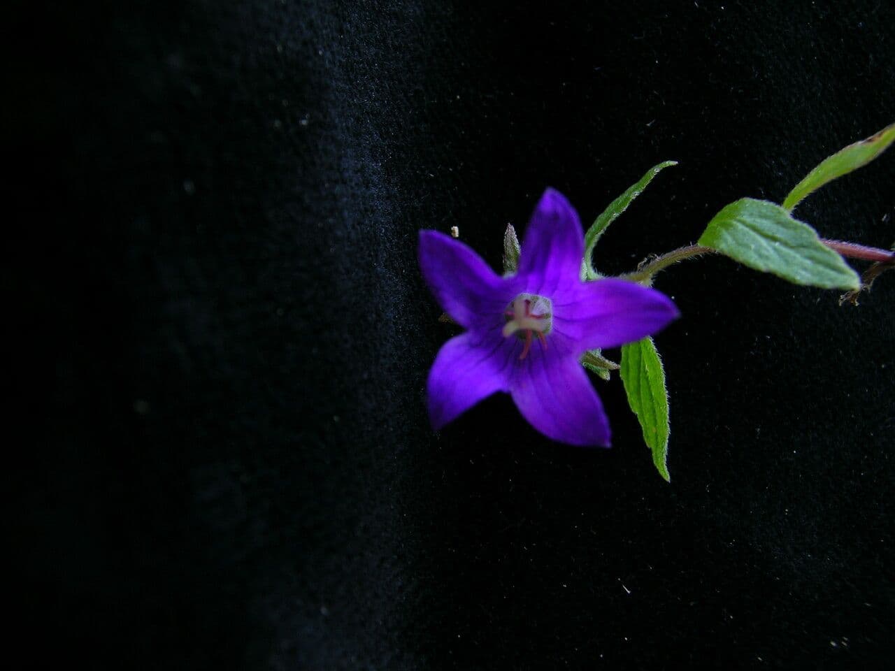 Campanula 8