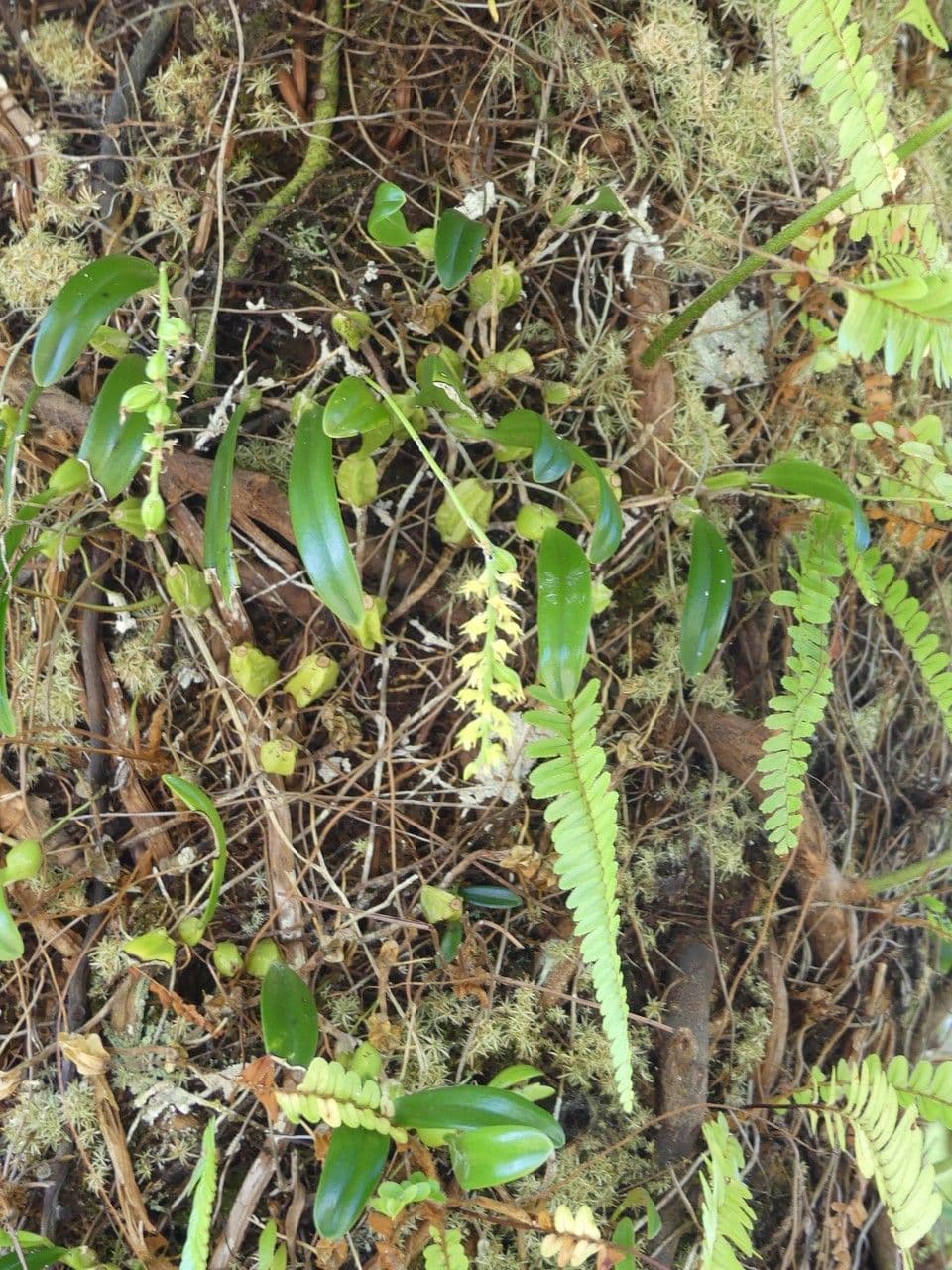 Bulbophyllum 8