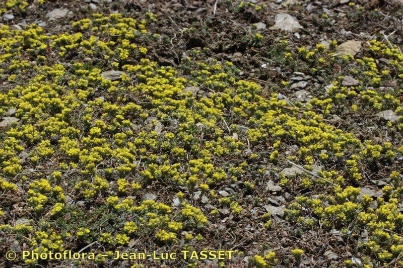 Alyssum minutum 14