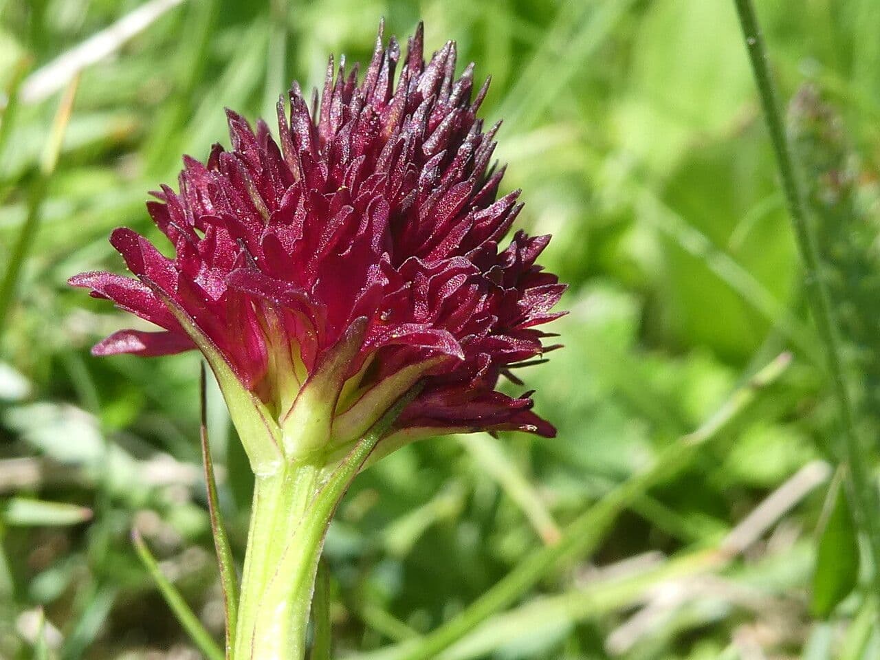 Gymnadenia 2