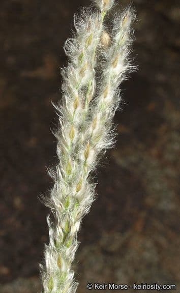 Digitaria californica