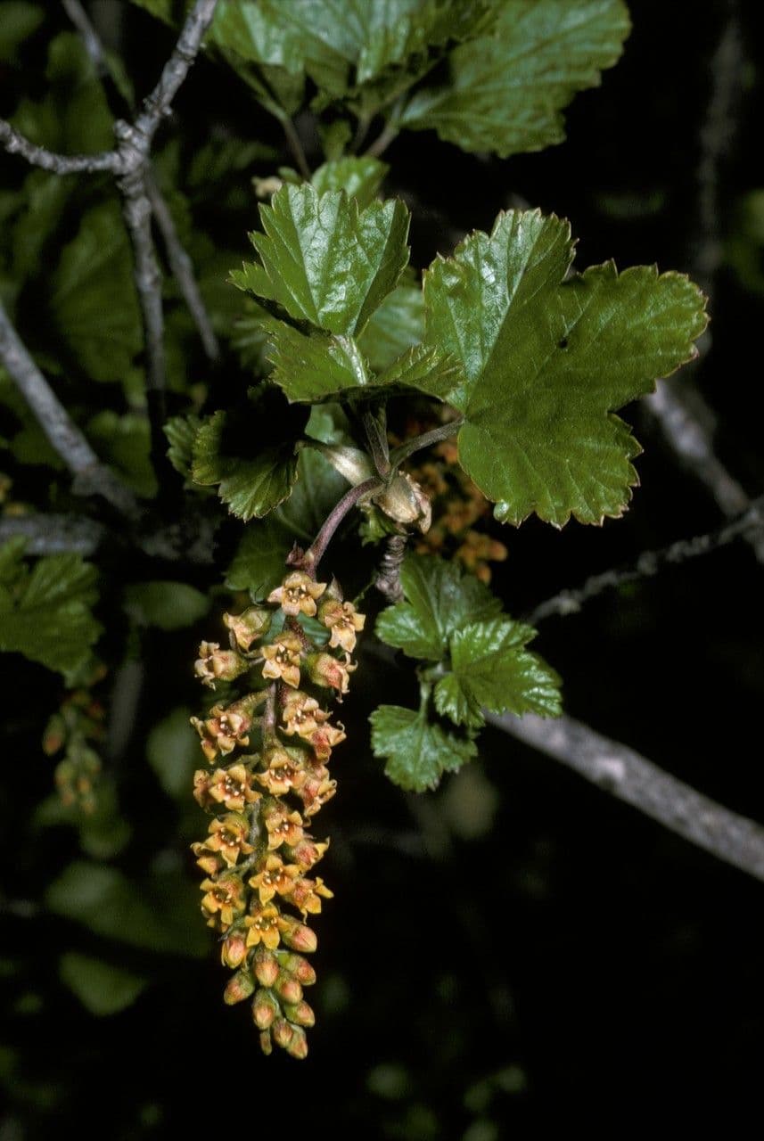 Ribes 6