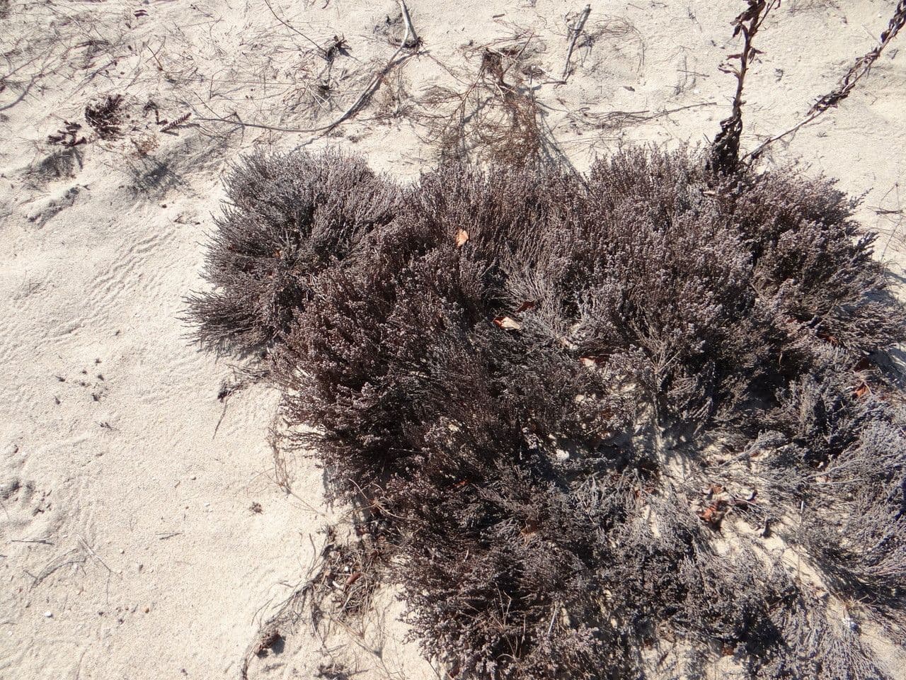 Sandheide 7