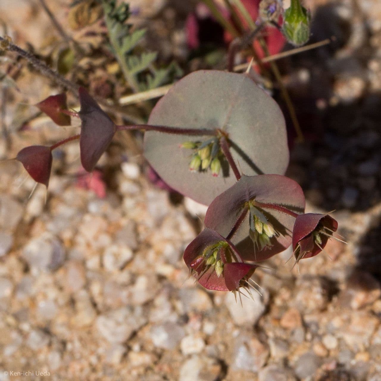 Mucronea perfoliata