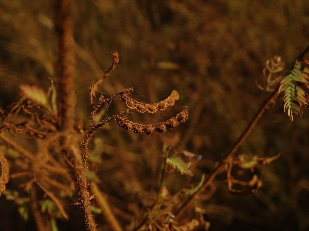 Aeschynomene indická