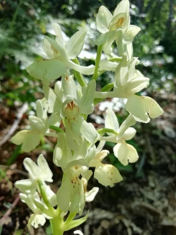 Orchide provinciale 3