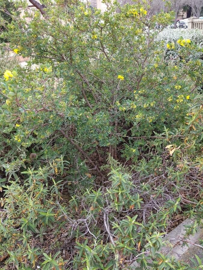 Coronilla valentina 13