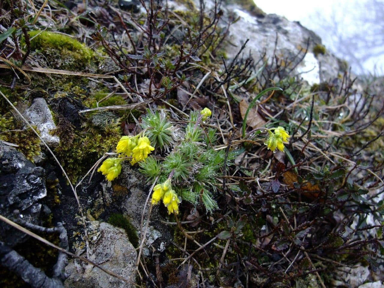 Draba 8