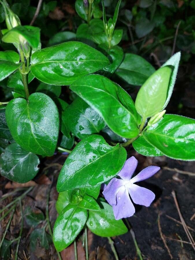 Pervinca maggiore 30