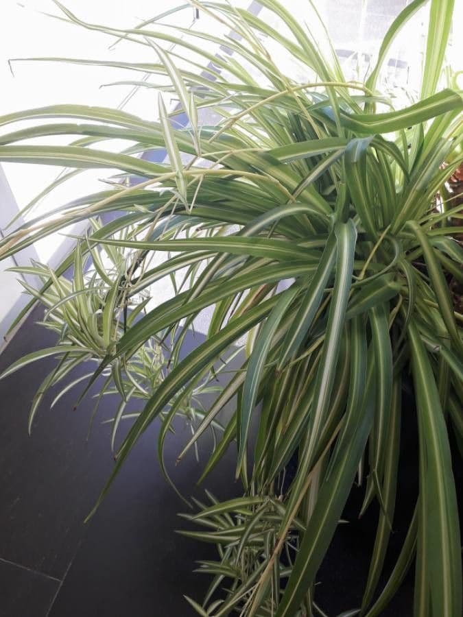 Chlorophytum 18