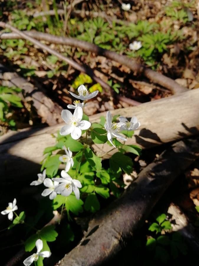 Glockenblume 7