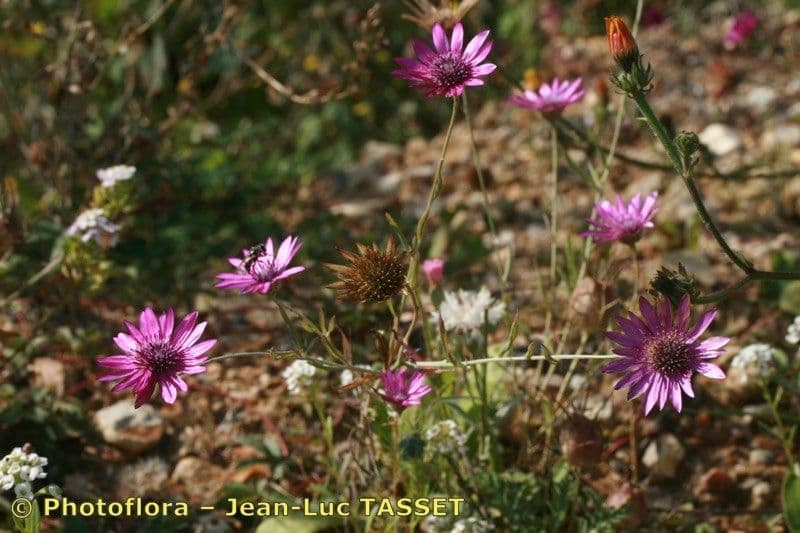 Immortelle annuale 7