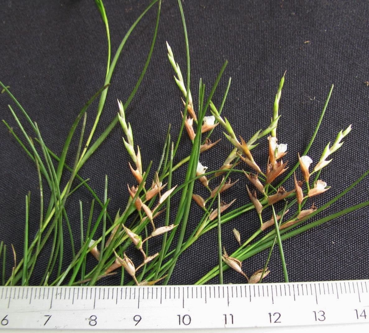 Elleanthus 2