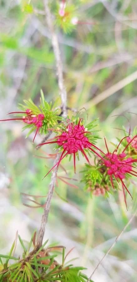 Darwinia fascicularis 5