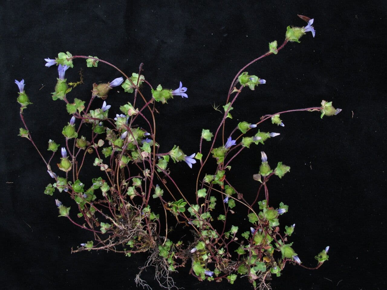 Cyananthus 6