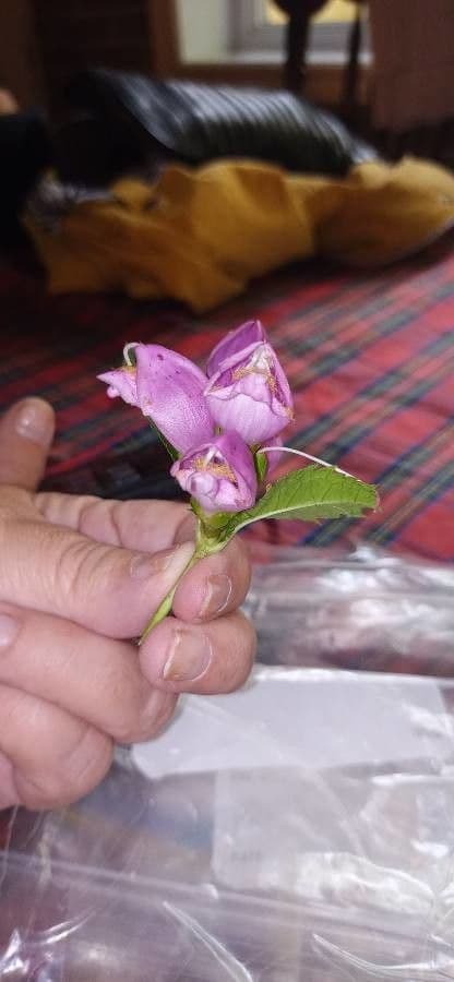 Chelone di Lyon 5