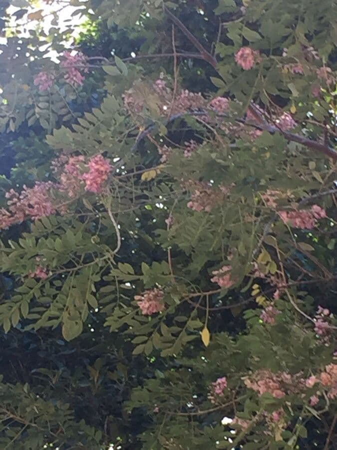 Cassia de Java 7